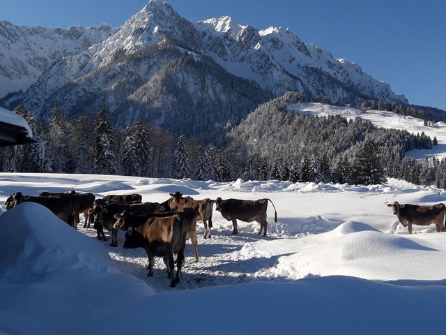 unsere Kühe genießen Wintersonne