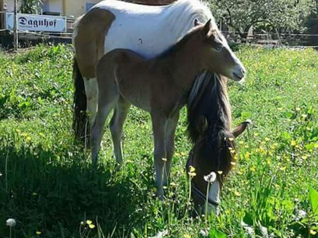 Reitanlage Dagnhof 